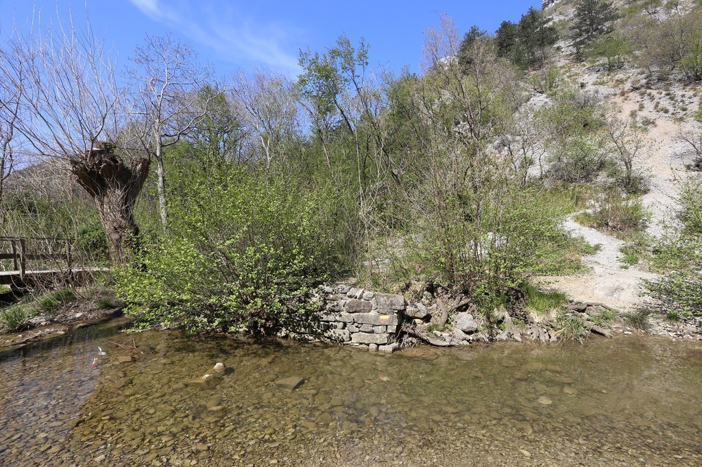 gal/Rosandra_12_aprile_2015/Rosandra_12apr2015(01)_ricrescita_scomposta_di_ontano_a_cespuglio_e_non_piu_ad_alto-fusto.JPG