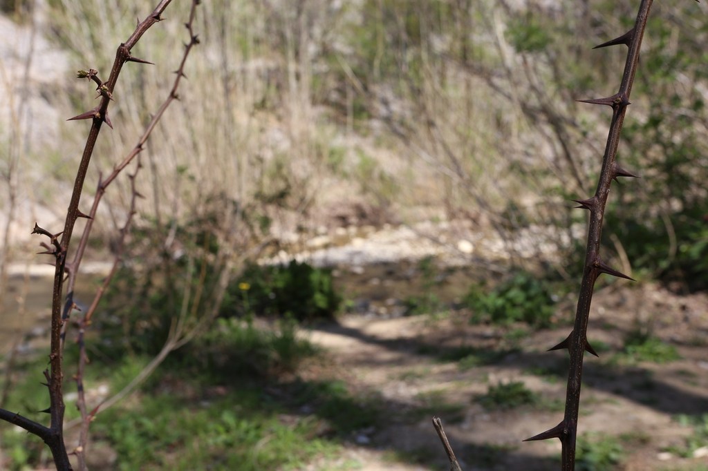 gal/Rosandra_12_aprile_2015/Rosandra_12apr2015(06)_giovani_esemplari_di_Robinia_psedacacia_specie_invasiva_presente_lungo_il_torrente.JPG