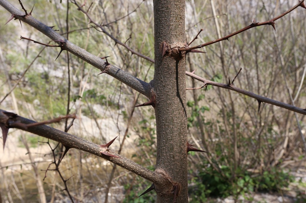 gal/Rosandra_12_aprile_2015/Rosandra_12apr2015(08)_grosso_esemplare_di_Robinia_pseudacacia_sviluppatosi_lungo_il_torrente_nella_zona_in_cui_c-era_l-habitat_natura_2000.JPG