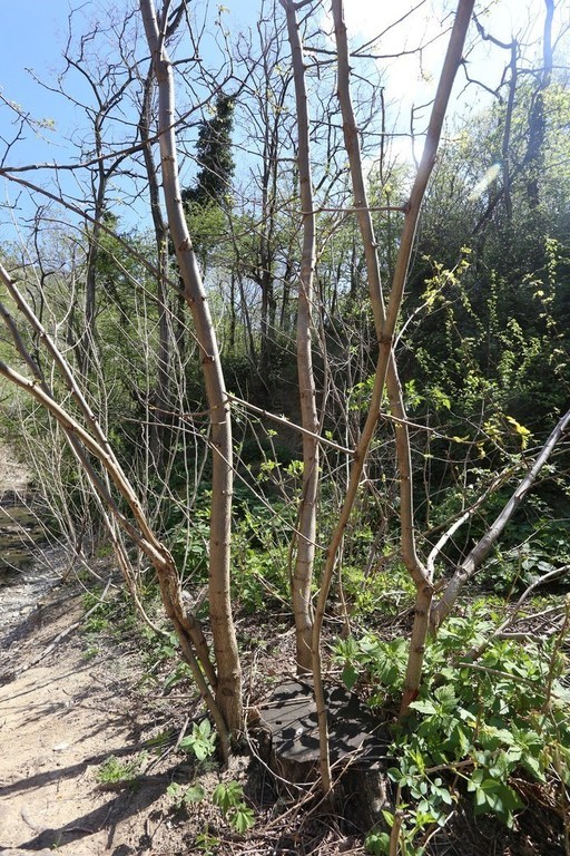 gal/Rosandra_12_aprile_2015/Rosandra_12apr2015(13)_giovani_esemplari_di_Robinia_psedacacia_specie_invasiva_presente_lungo_il_torrente_presso_il_ponticello.JPG