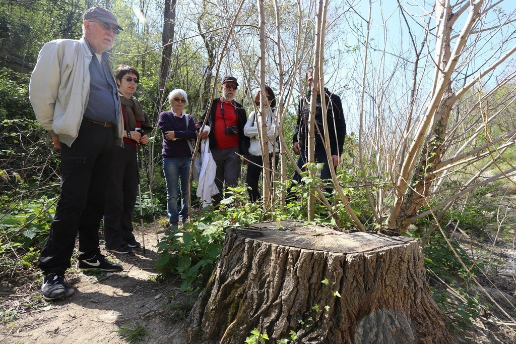 gal/Rosandra_12_aprile_2015/Rosandra_12apr2015(17)_cittadini_nei_pressi_del_ceppo_dall-imponente_pioppo_di_20_metri_che_e_stato_tagliato_e_che_sta_soccombendo_a_scapito_dell-invasiva_Robinia_i_rami_sulla_sx.JPG