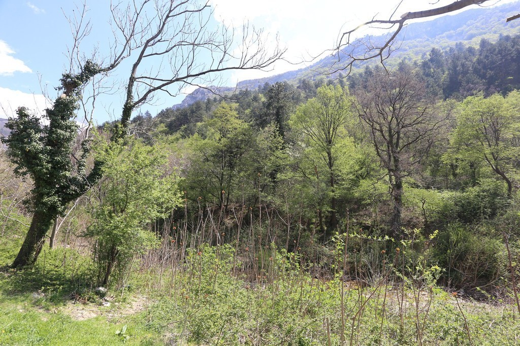 gal/Rosandra_12_aprile_2015/Rosandra_12apr2015(18)_ampia_colonizzazione_di_centinaia_di_Ailanti_specie_altamente_invasiva_dove_prima_c-era_un_unico_esemplare_adulto.JPG